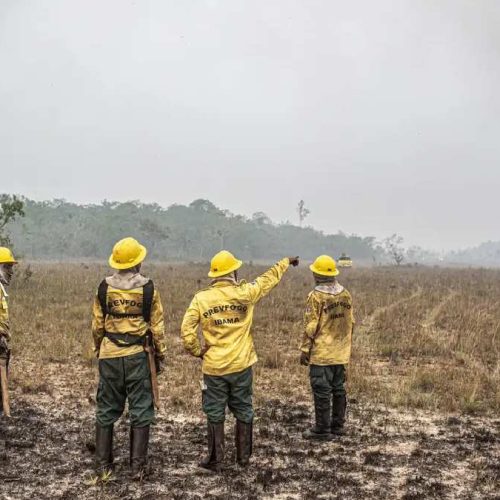 Alerta sobre golpe! Ibama avisa sobre falsa divulgação de edital de concurso; saiba como evitar armadilhas