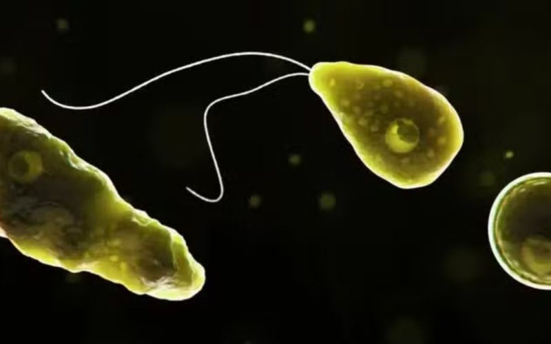 Enquanto o mundo se volta para o vírus Nipah, cientistas alertam sobre outra ameaça invisível